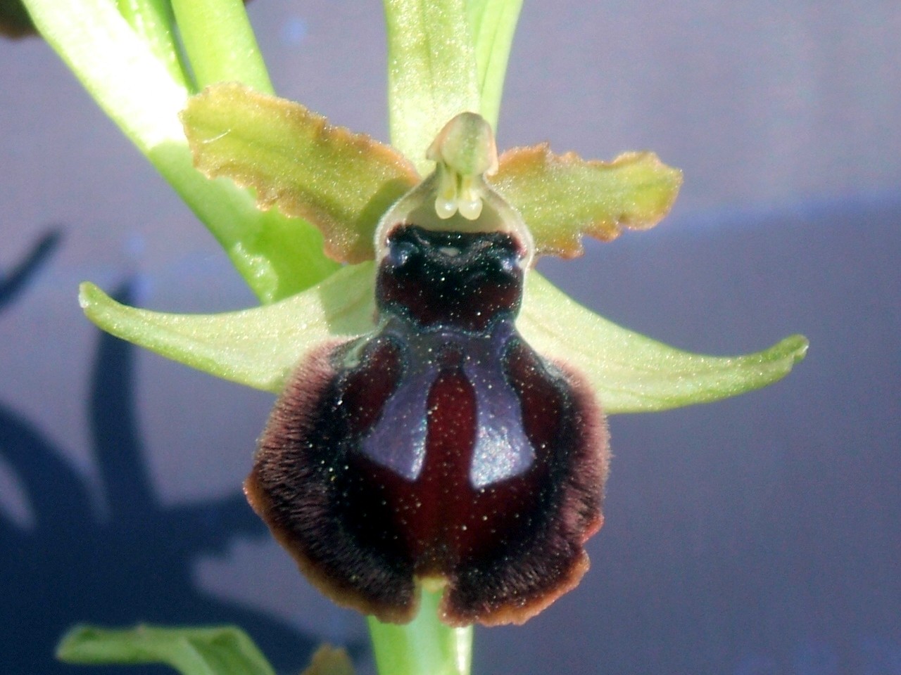 O. fuciflora O. apulica. O. lacaitae.      ibridi?